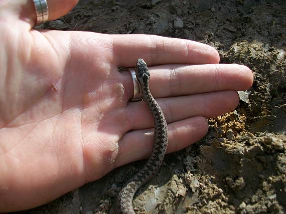 vretenica severna vipera berus