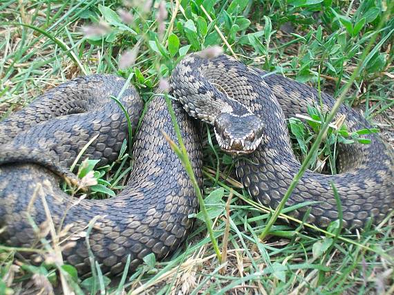 vretenica severna vipera berus