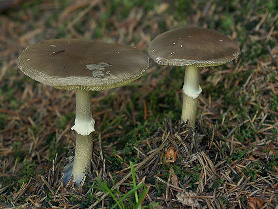 muchotrávka porfýrovosivá Amanita porphyria Alb. & Schwein.