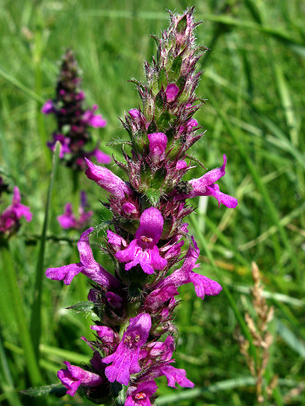 betonika lekárska Betonica officinalis L.