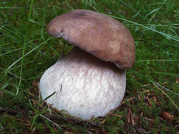 hríb smrekový Boletus edulis Bull.