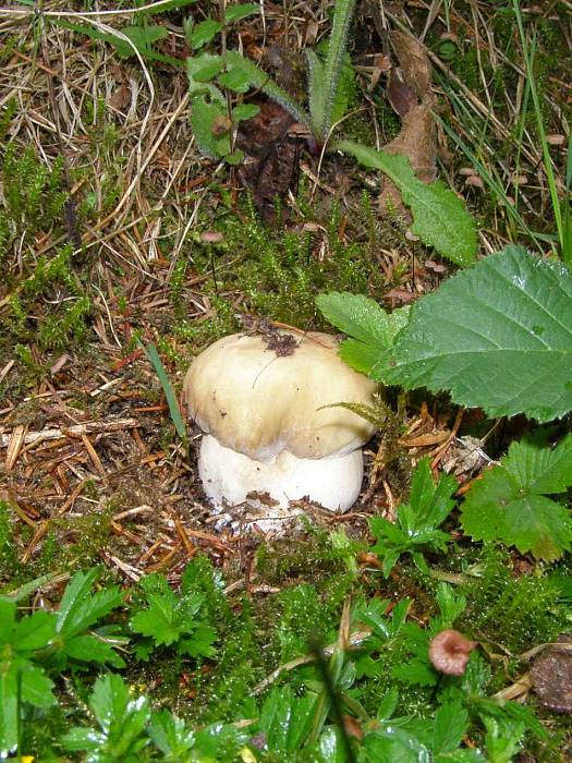 hríb dubový Boletus reticulatus Schaeff.