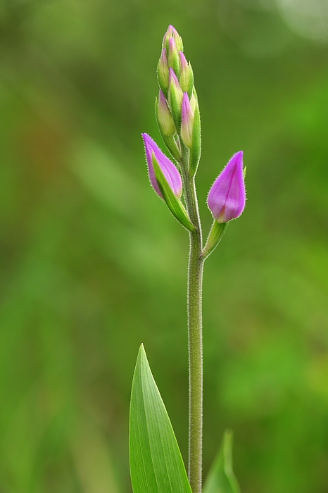 prilbovka červená Cephalanthera rubra (L.) Rich.