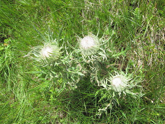 pichliač bielohlavý Cirsium eriophorum (L.) Scop.