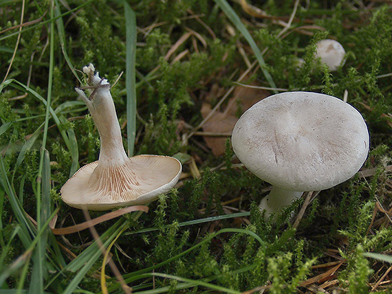 machovka obyčajná Clitopilus prunulus (Scop.) P. Kumm.