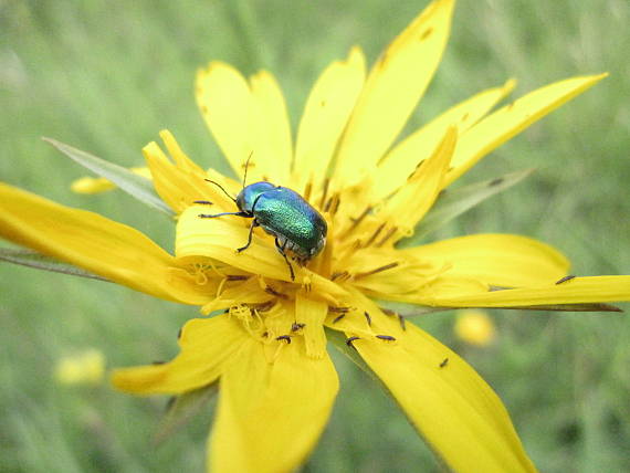 krytohlav Cryptocephalus sericeus