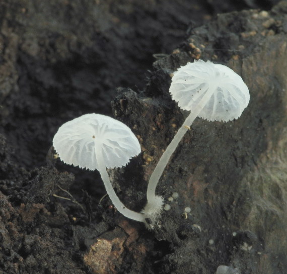 rebernačka drobná Delicatula integrella (Pers.) Fayod