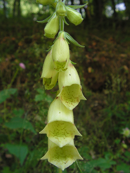 náprstník veľkokvetý Digitalis grandiflora Mill.