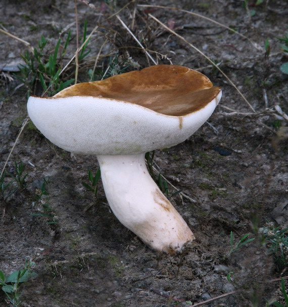 hríbnik gaštanovohnedý Gyroporus castaneus (Bull.) Quél.