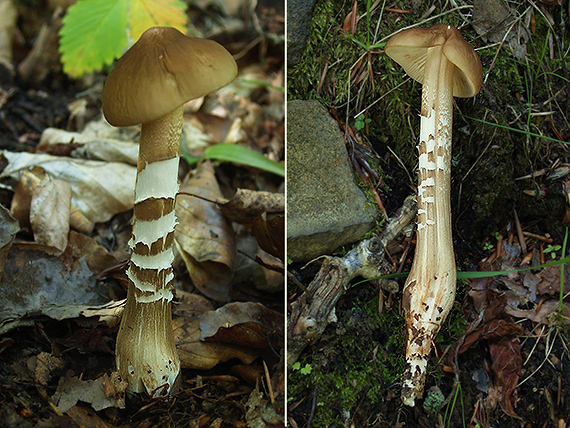 sliznačka koreňujúca Hymenopellis radicata (Relhan) R.H. Petersen