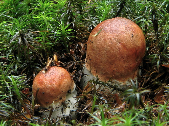 kozák Leccinum sp.