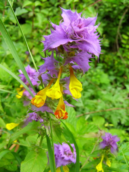 čermeľ hájny Melampyrum nemorosum L.