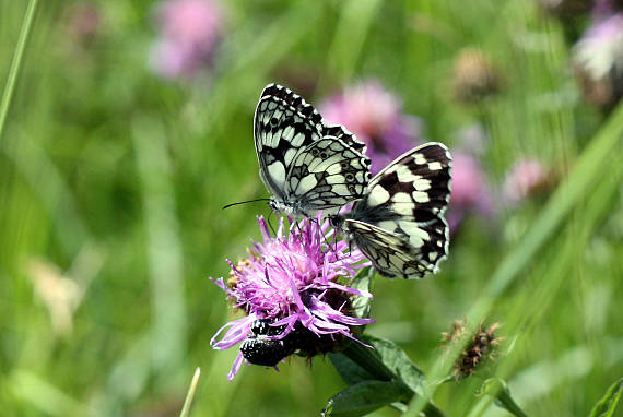 očkáň timotejkový Melanargia galathea