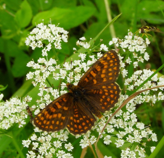 hnedáčik Melitaea sp.