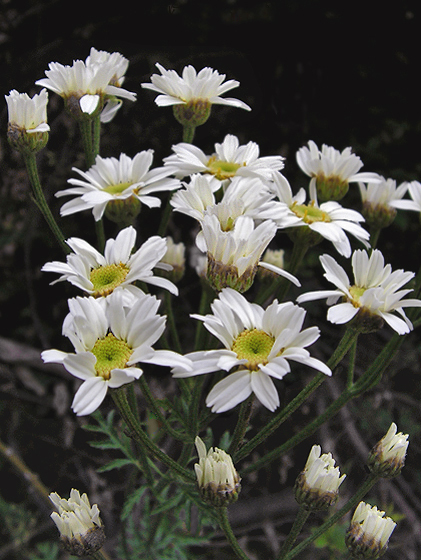 rimbaba chocholíkatá Pyrethrum corymbosum (L.) Scop.