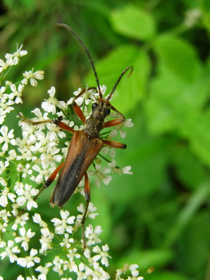 fúzač  Stenocorus meridianus Cerambycidae