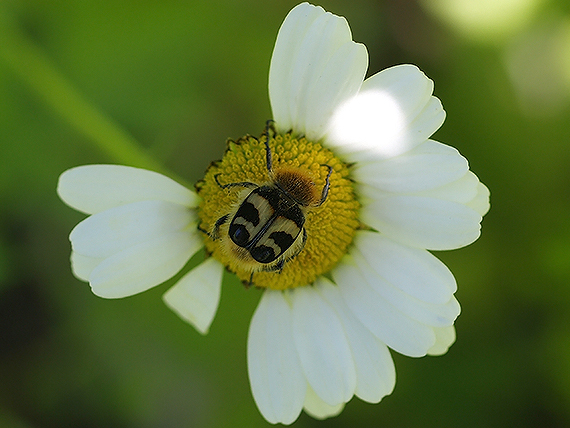 chlpáčik škvrnitý Trichius fasciatus