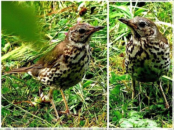 drozd plavý Turdus philomelos