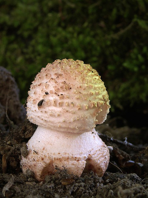 muchotrávka červenkastá Amanita rubescens Pers.