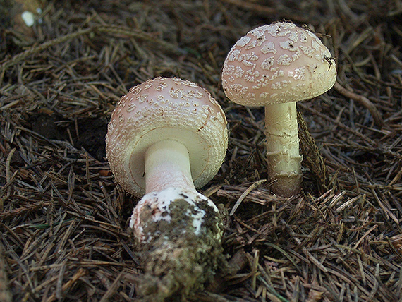 muchotrávka červenkastá Amanita rubescens Pers.