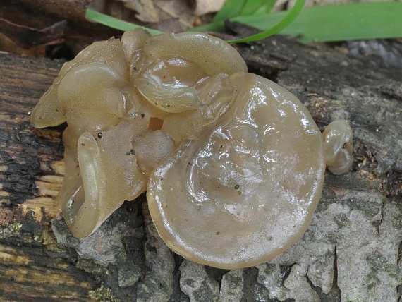 uchovec bazový biely? Auricularia auricula-judae var. lactea?