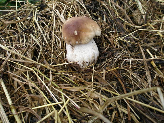 hríb smrekový Boletus edulis Bull.