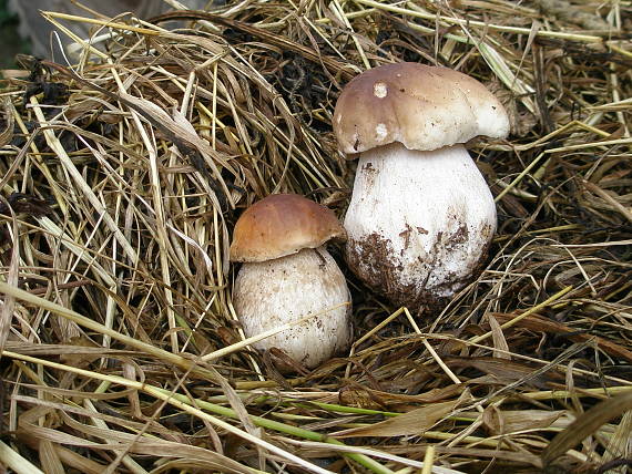 hríb smrekový Boletus edulis Bull.