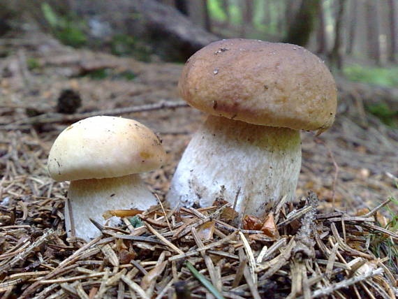 hríb smrekový Boletus edulis Bull.