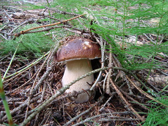 hríb smrekový Boletus edulis Bull.