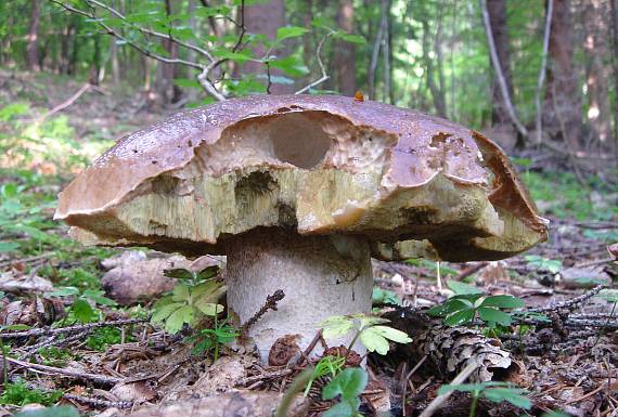 hríb smrekový Boletus edulis Bull.