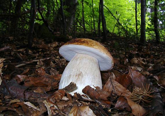 hríb smrekový Boletus edulis Bull.