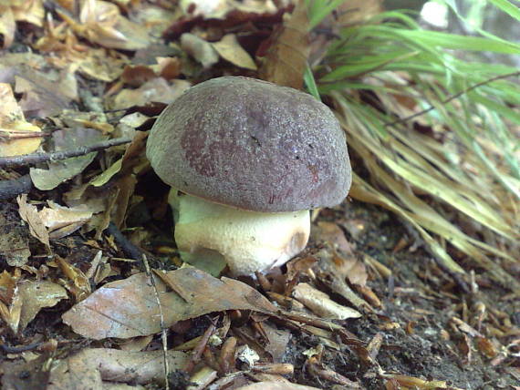 hríb sosnový Boletus pinophilus Pil. et Dermek in Pil.