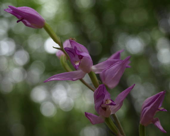 prilbovka červená Cephalanthera rubra (L.) Rich.