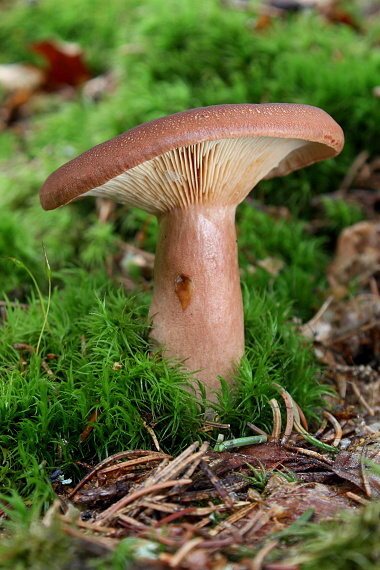 rýdzik - Ryzec Lactarius sp.