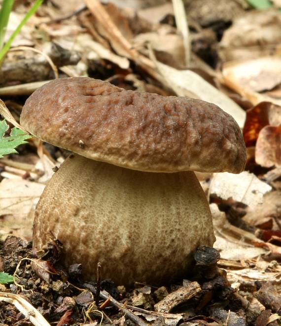 kozák hrabový Leccinum pseudoscabrum (Kallenb.) Šutara