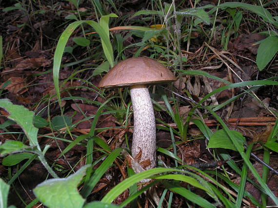 kozák brezový Leccinum scabrum (Bull.) Gray