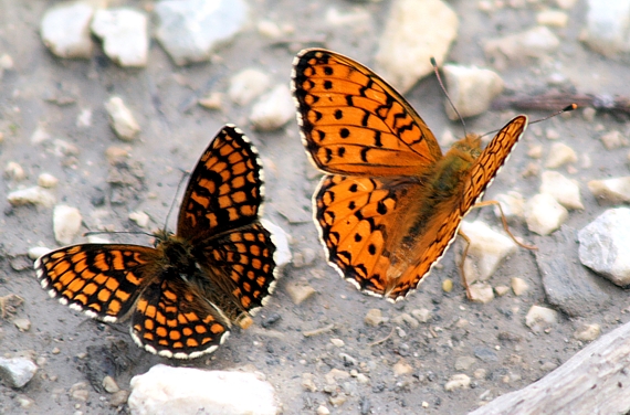 hnedáčik skorocelový Melitaea athalia