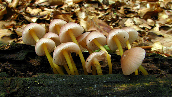 prilbička žltohlúbiková Mycena renati Quél.