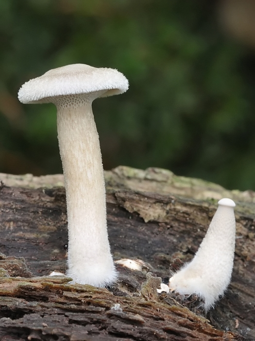 trúdnik plástovitý? Polyporus arcularius? (Batsch) ex Fr.s.auct.