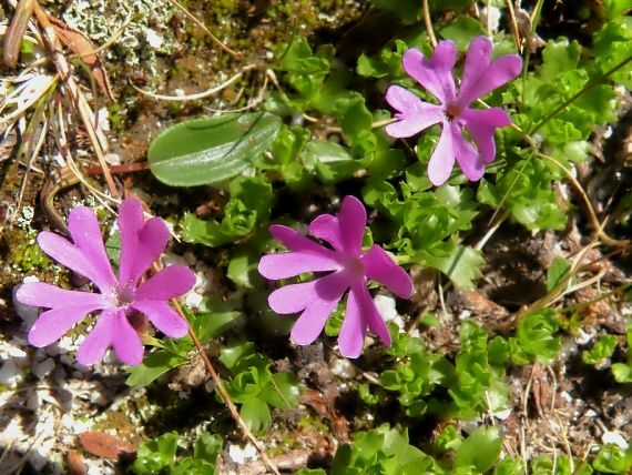 prvosienka najmenšia Primula minima L.