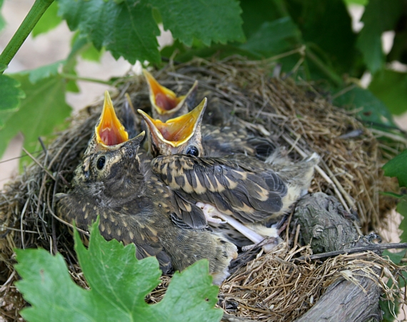 drozd plavý Turdus philomelos