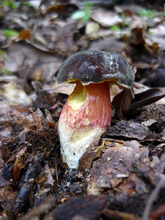 suchohríb Xerocomus sp.