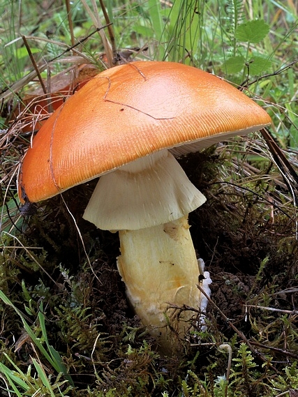 muchotrávka cisárska Amanita caesarea (Scop.) Pers.