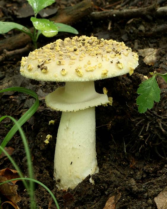 muchotrávka olivovohnedastá Amanita franchetii (Boud.) Fayod