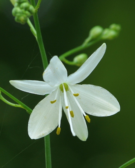 jagavka konáristá  Anthericum ramosum L.