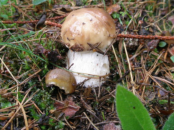 hríb smrekový Boletus edulis Bull.