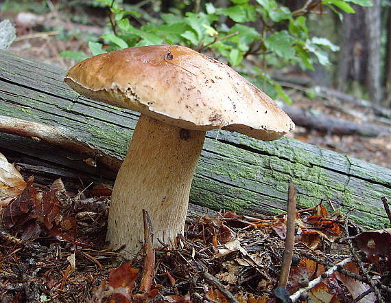 hríb smrekový Boletus edulis Bull.