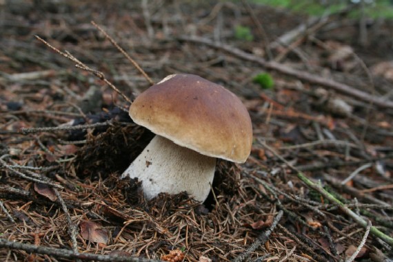 hríb smrekový Boletus edulis Bull.