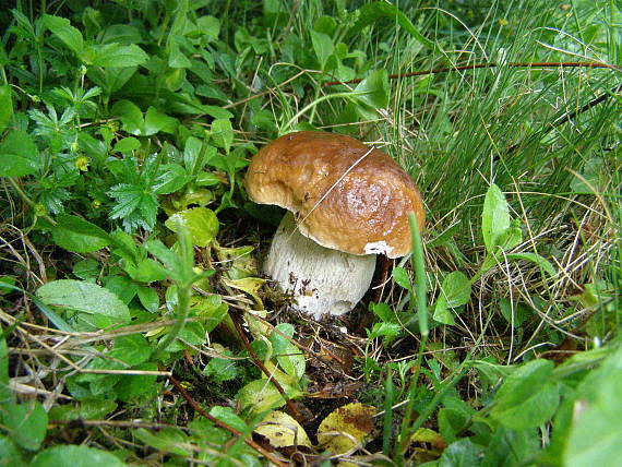 hríb smrekový Boletus edulis Bull.