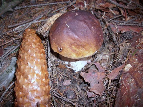 hríb smrekový Boletus edulis Bull.